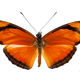 Illustration for article titled Extraordinary eggs and caterpillars are as beautiful as the butterflies
